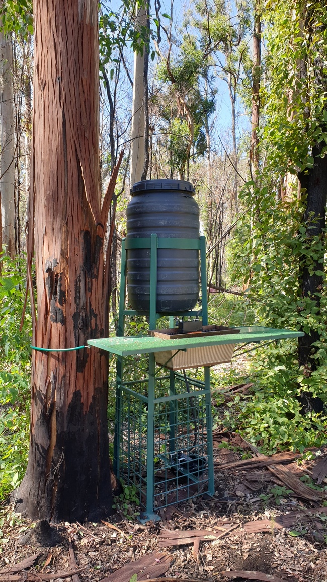 Landcare revegetation essay 07 picture