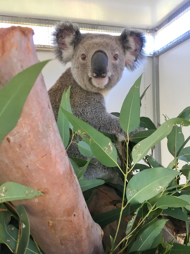 INTV Gold Coast koala feeding farm lands wins funding from Landcare