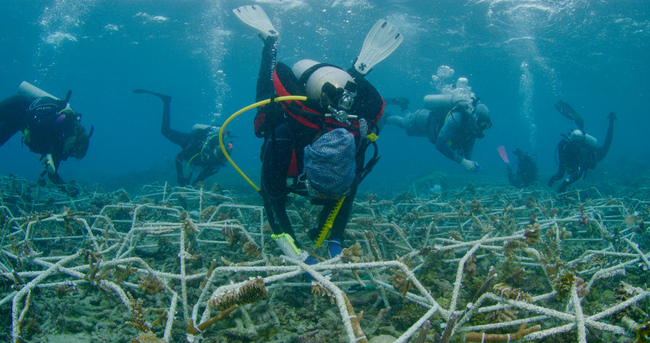 Mars and Reef Magic collaborate to boost coral resilience on the Great ...